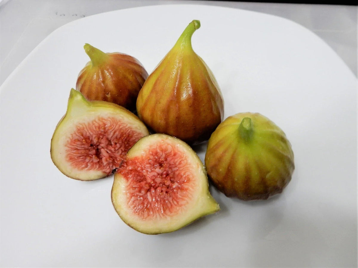 Chicago Hardy Fig Tree Cuttings - 10 Unrooted 6-8" Long - Ficus carica "Chicago Hardy" - Cold Hardy Variety for Gardening