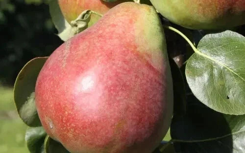 Obelisk Pear Seeds - 25+ Seeds for Planting - Pyrus communis - Space-Saving Garden Trees - USA