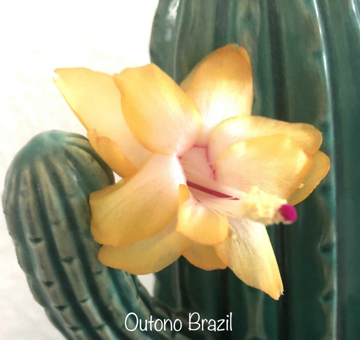 Thanksgiving Christmas Cactus Cuttings - 3 OUTONO BRAZIL - Schlumbergera truncata - Vibrant Holiday Succulent Plants