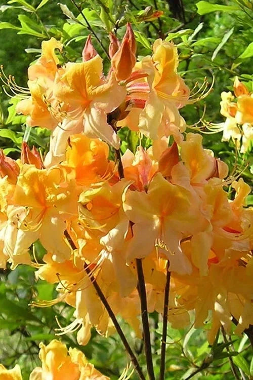 Dancing Rabbit Azalea Starter Plant - Small Dormant Deciduous Rhododendron - Rhododendron 'Aromi' - Vibrant Blooms