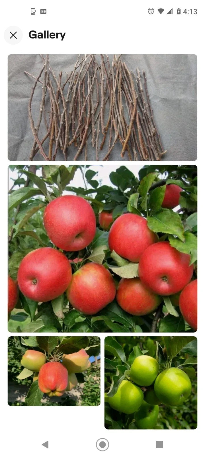 Apple Tree Cuttings 6+1 Free Live Grafting Scions Malus domestica for Home Garden and Orchard Planting