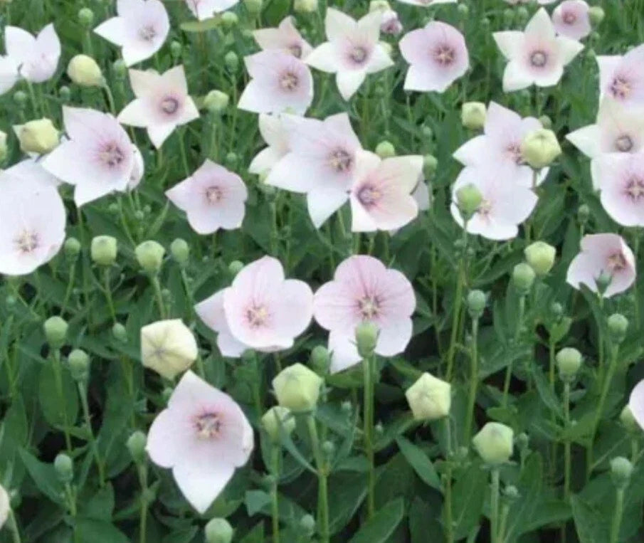 Astra Pink Balloon Flower - Bare Root Perennial - Vibrant Pink - Platycodon grandiflorus - Full Sun - 1 Root