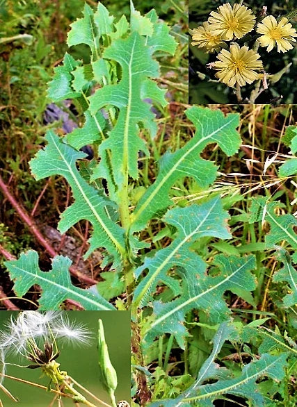 Wild Lettuce Seeds - 50 Prickly Opium Lettuce - Medicinal Herb (Lactuca serriola) - Non-GMO, Organic Gardening
