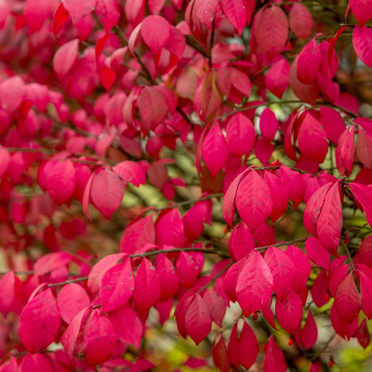 Burning Bush Live Plants - 8 Inch Bare Root Shrubs - Bright Autumn Foliage - Euonymus alatus - 2 Pack