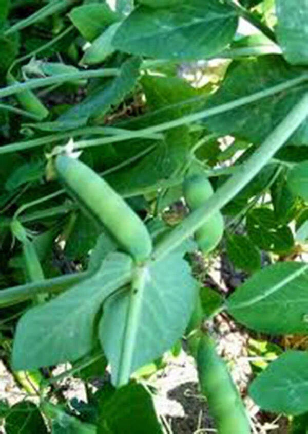 Heirloom Peas Seeds - 100+ Early Alaska Variety - Pisum sativum - Sweet & Tender for Fresh or Canning - Non-GMO