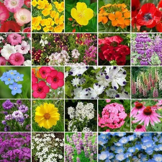 Wildflower Seed Pack - 3000+ Non-GMO Partial Shade Mix - Native Wildflowers - Various
