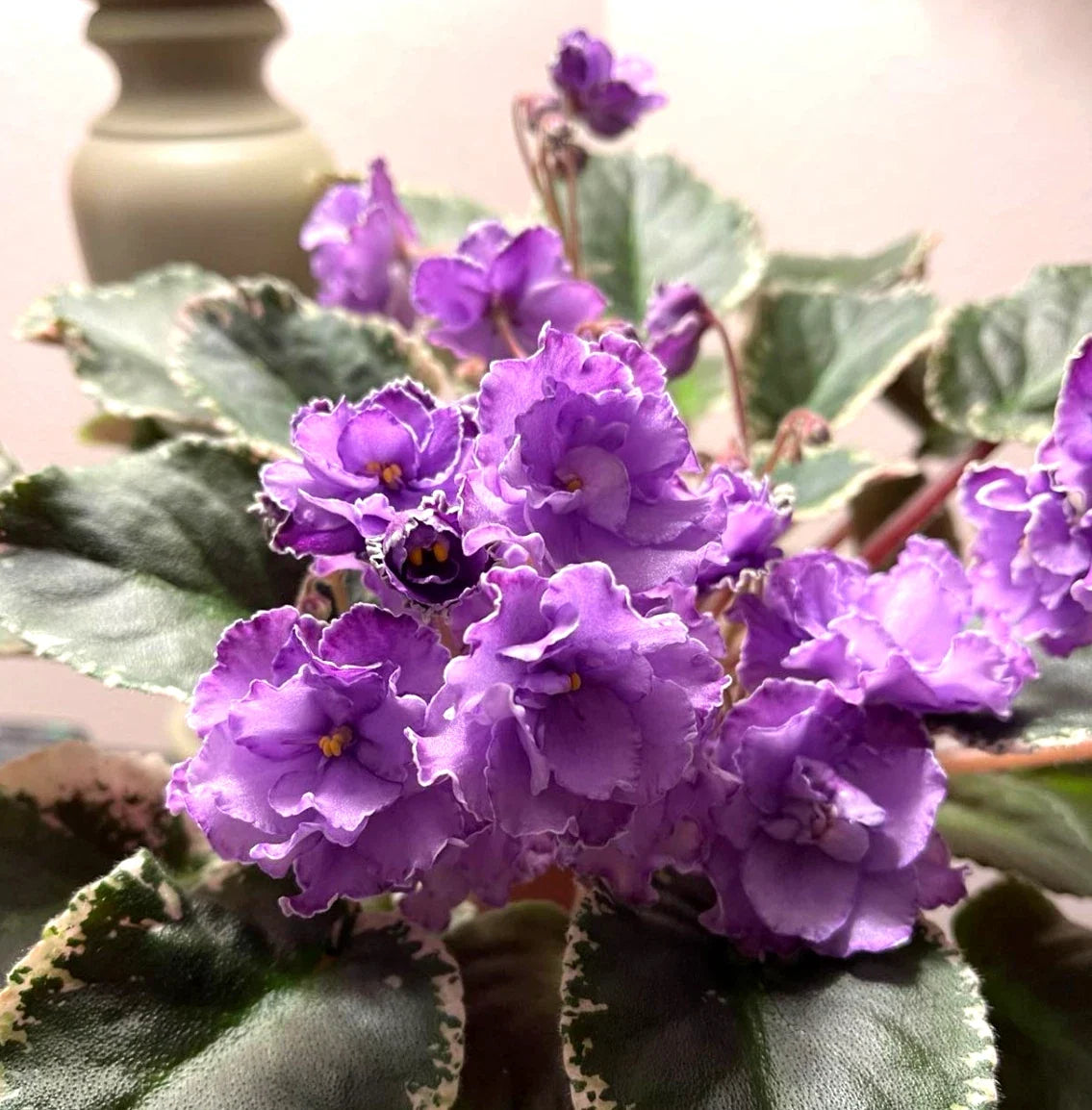 African Violet Leaves - 2 Pack - Hunter's Momma Jo - Saintpaulia ionantha - Healthy Propagation Starter Plants