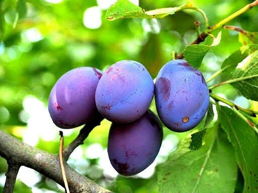 Damson Blue Plum Cuttings - 5 Unrooted Organic Propagation Cuttings - Prunus domestica for Home Gardens and Orchards