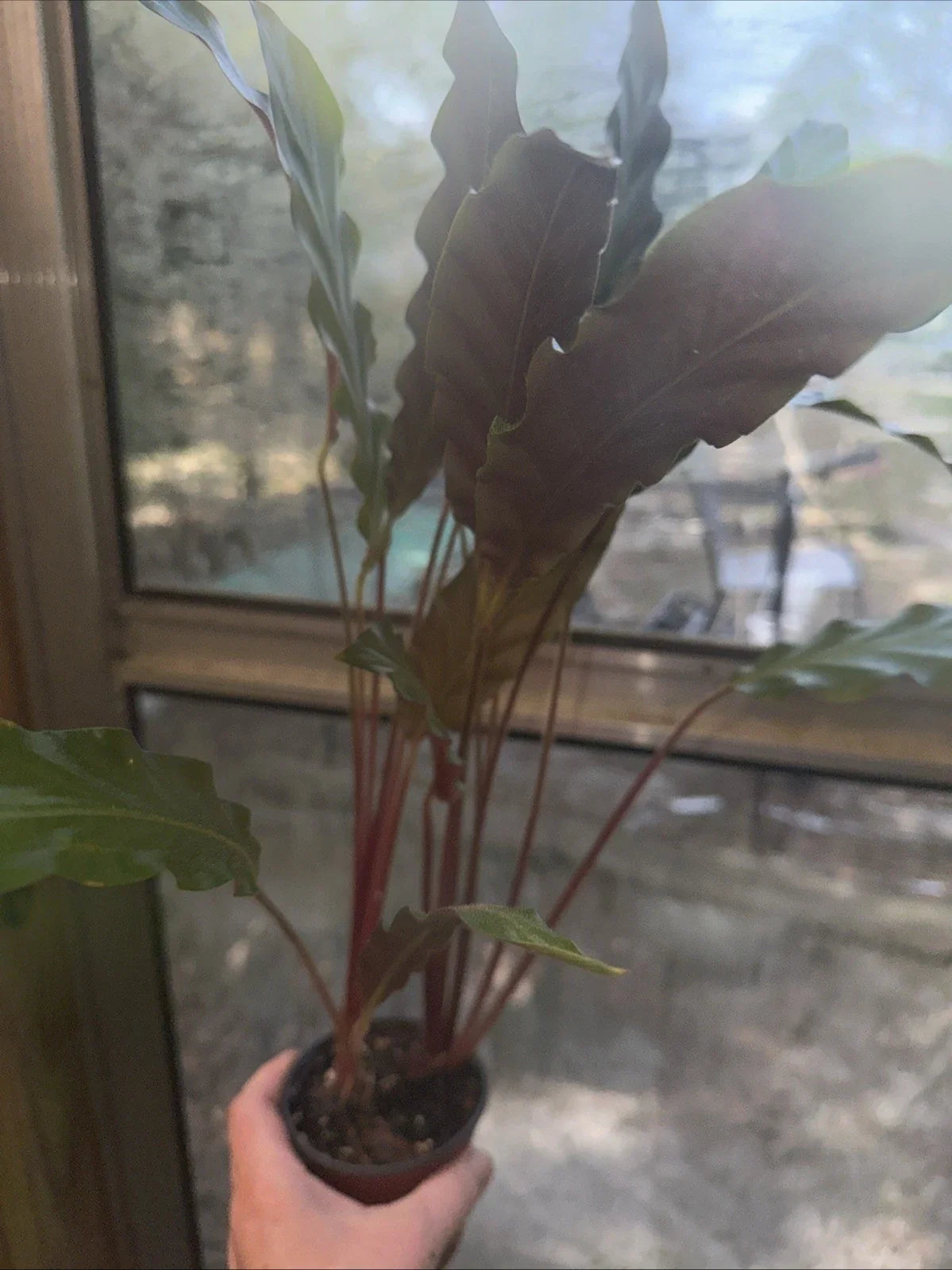 Furry Feather Calathea Plant 4” Pot, Calathea rufibarba, Indoor Houseplant, Low Light Tolerant, Easy Care, Unique Texture
