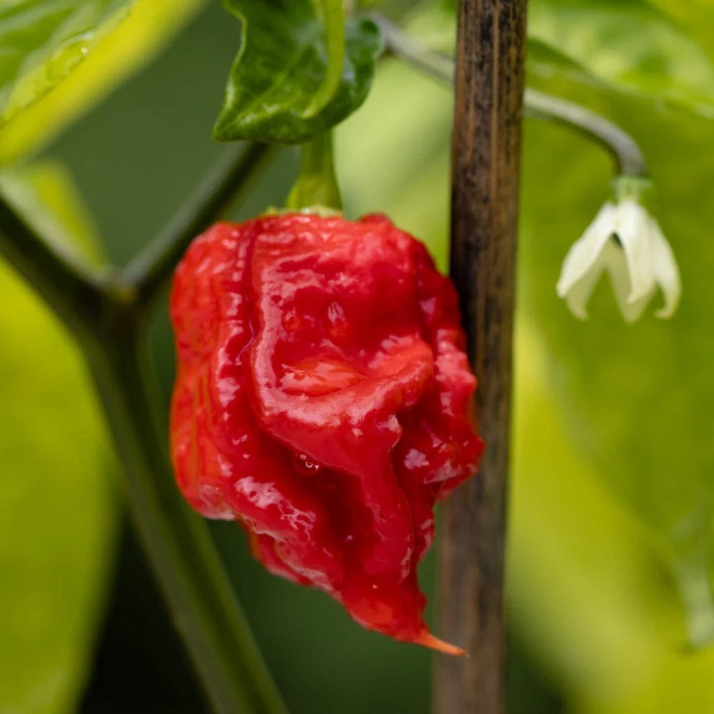 Live Carolina Reaper Pepper Plants 2 in 1 Pot, Super Hot Pepper, Capsicum chinense, Ideal for Gardens and Pots