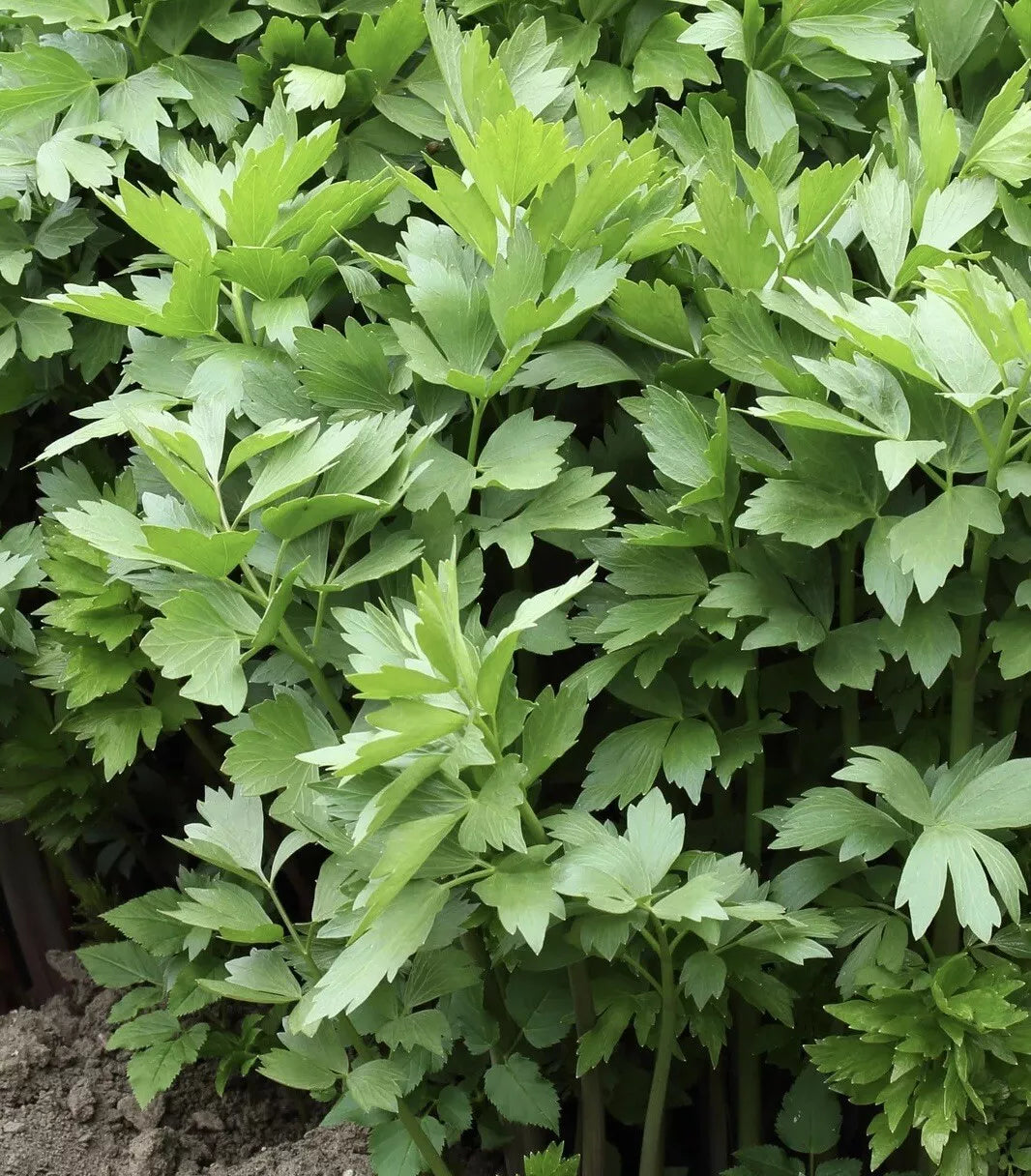 Lovage Seeds 200+ Non-GMO Open Pollinated Culinary Herb (Levisticum officinale) - Medicinal Garden Seeds