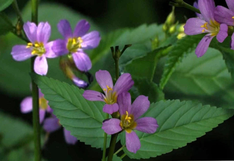 Pyramidflower Herb Seeds - 50+ Non-GMO Seeds, Melochia pyramidata - Culinary & Medicinal Use, Easy to Grow