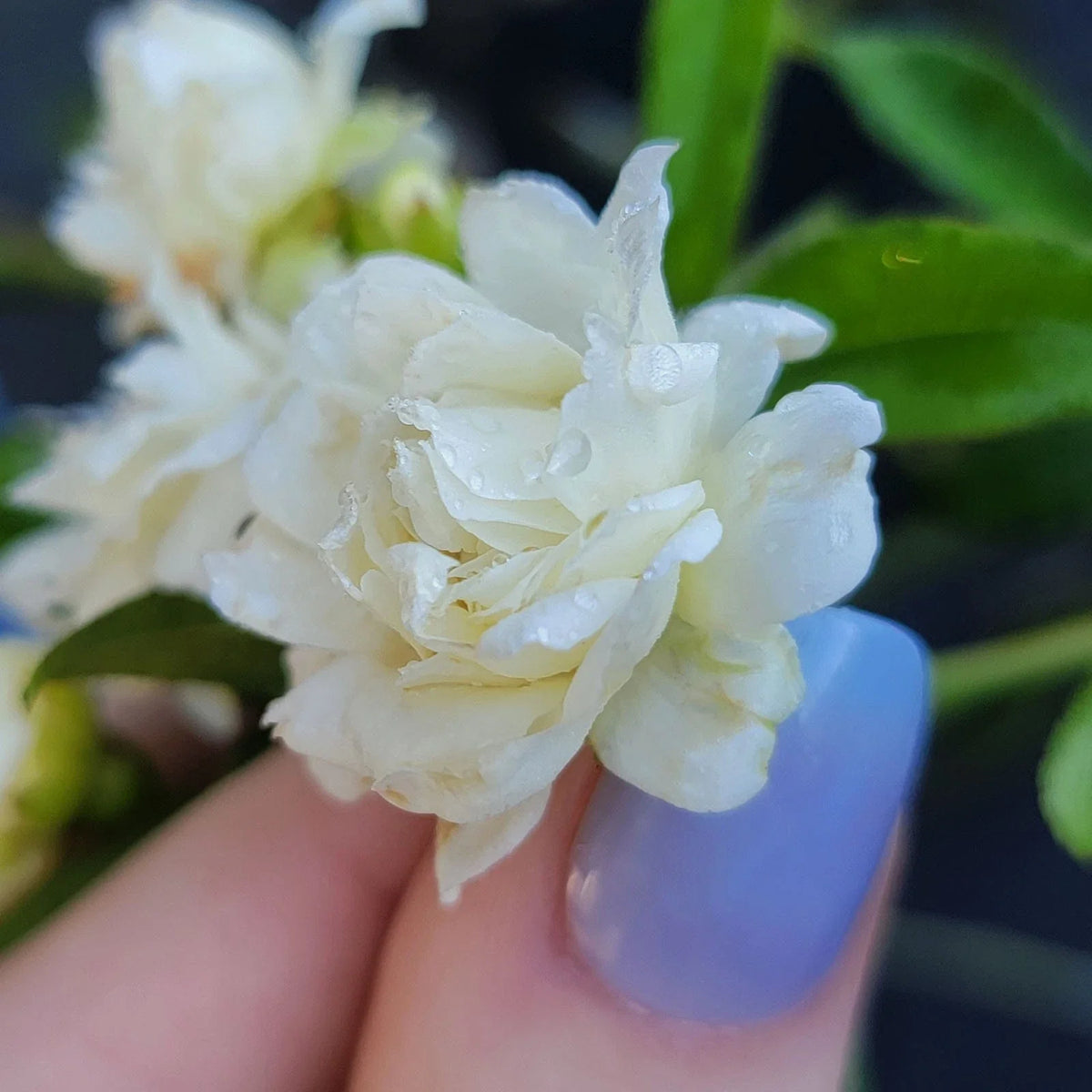 Lady Banks White Rose Bush Plant - Fragrant Double Bloom, Heirloom Own Root - Rosa banksiae 'Alba' - Live Plant