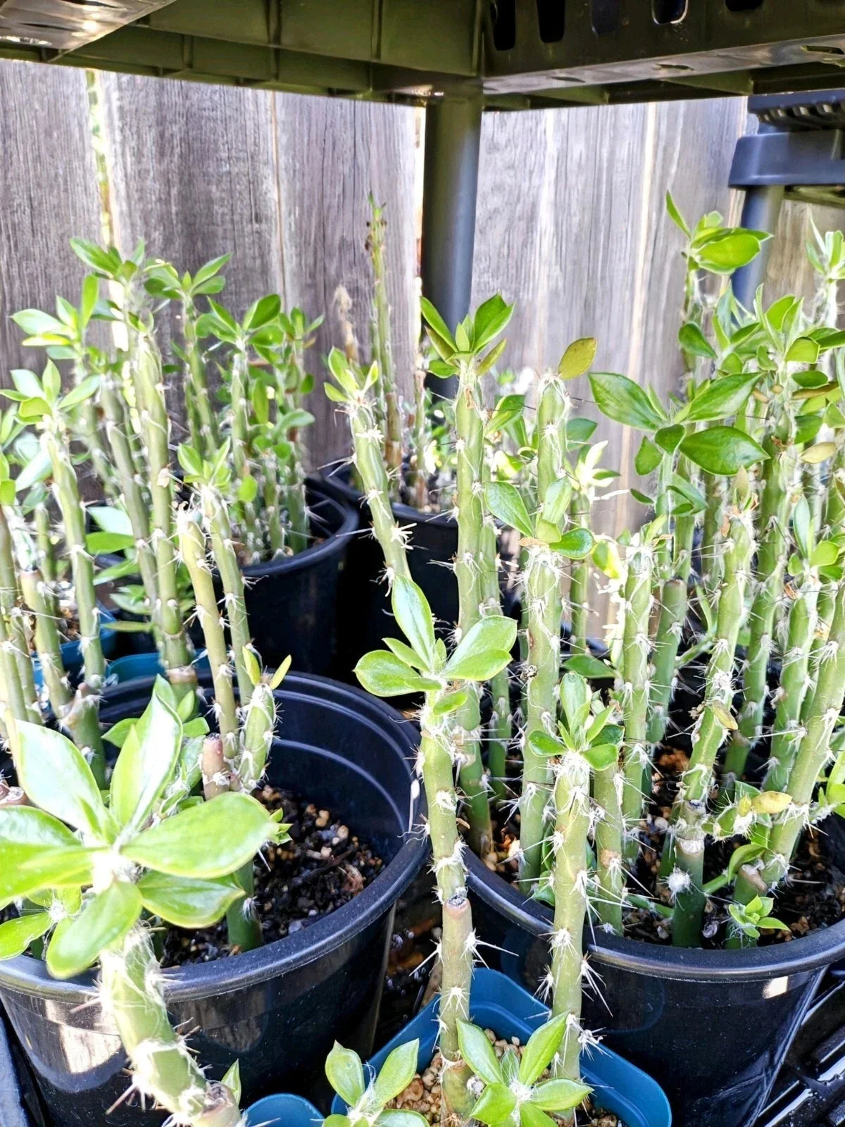 Pereskiopsis Spathulata Cactus Cutting - 1 Leaf Grafting Stock - Succulent Plant for Cacti Lovers