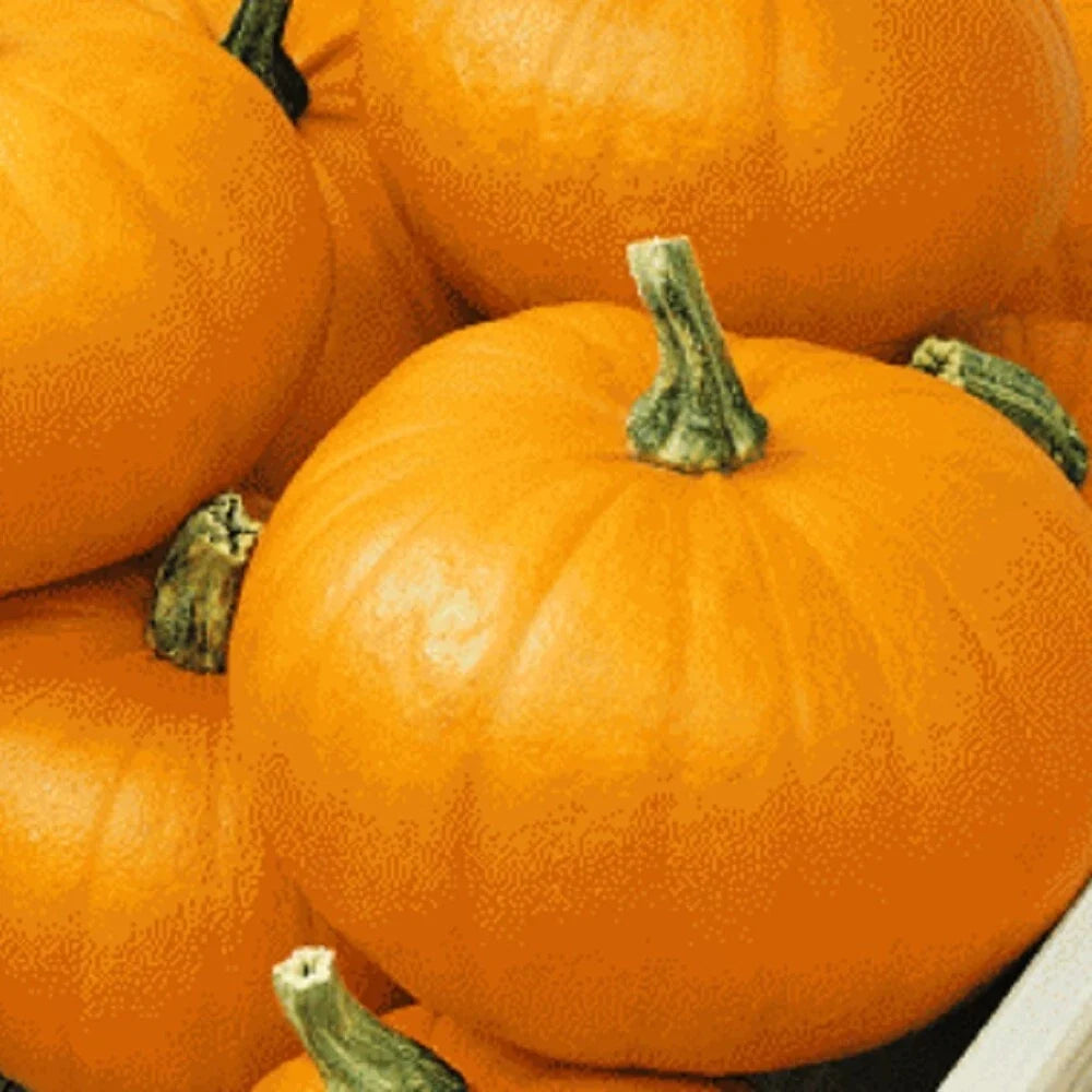 Spookie Pumpkin Seeds | NON-GMO Heirloom | Fresh Garden Seeds | Cucurbita pepo | Ideal for Fall Harvest and Decoration