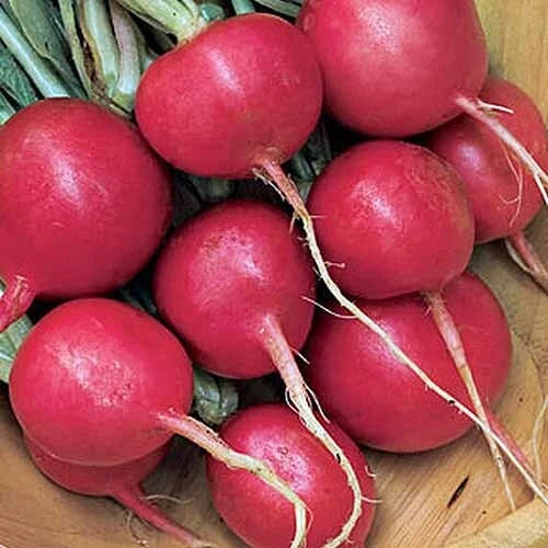 Cherry Belle Radish Seeds | Heirloom Non-GMO AAS Winner | Raphanus sativus | 100 Seeds for Fast Harvesting