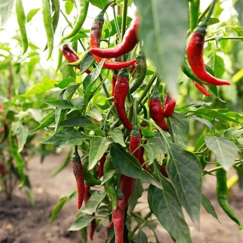 Hot Red Chilli Pepper Seeds - 100 Organic Seeds - Capsicum annuum - USA Grown, Non-GMO, Free Shipping