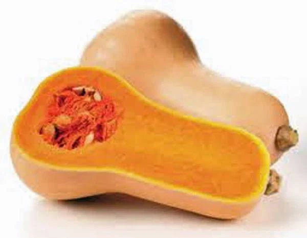 Butternut Squash Seeds, 500 Count, Heirloom, Non-GMO, Waltham Variety, Cucurbita moschata