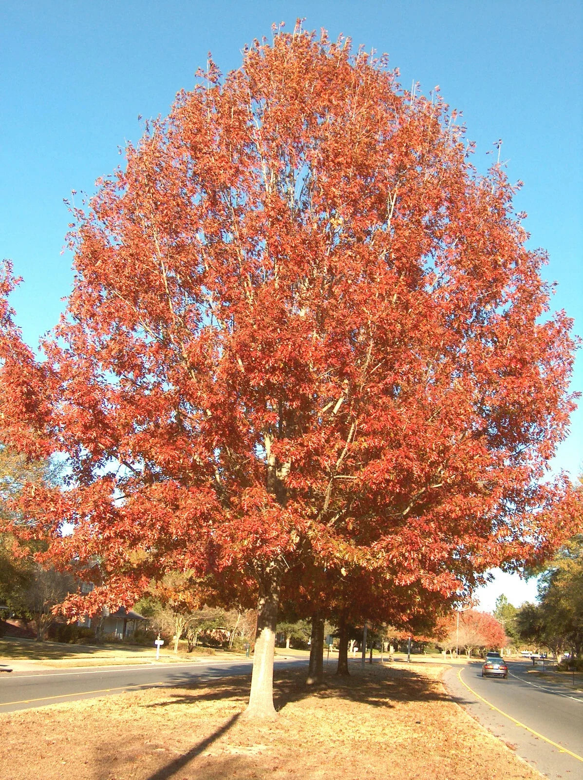 Cherrybark Oak Tree Live Plant Set of 2 Bare Root Quercus pagoda 12-16" Outdoor Garden Foliage
