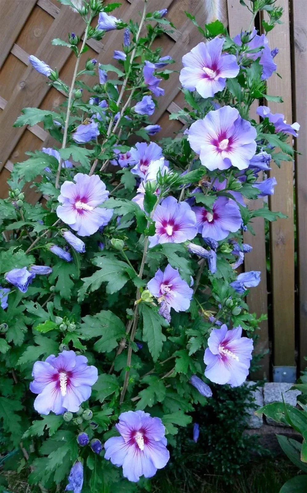 Live Rose of Sharon Plant 3-Gallon Blue Bird Variety Hibiscus syriacus Blue/Violet Flowers