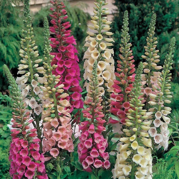 Foxy Mix Foxglove Seeds | Non-GMO Flower Seeds | Digitalis purpurea | Vibrant Garden Colors