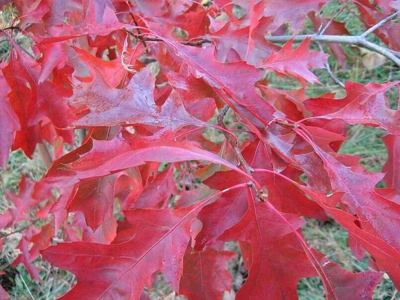 Scarlet Oak Tree Seeds | Premium Quality Quercus coccinea | Ideal for Planting and Landscaping