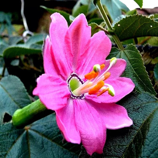 10 Banana Passionfruit Seeds - Rare Fast Flowering Vine Plant - Passiflora Mollissima - Exotic Garden Variety