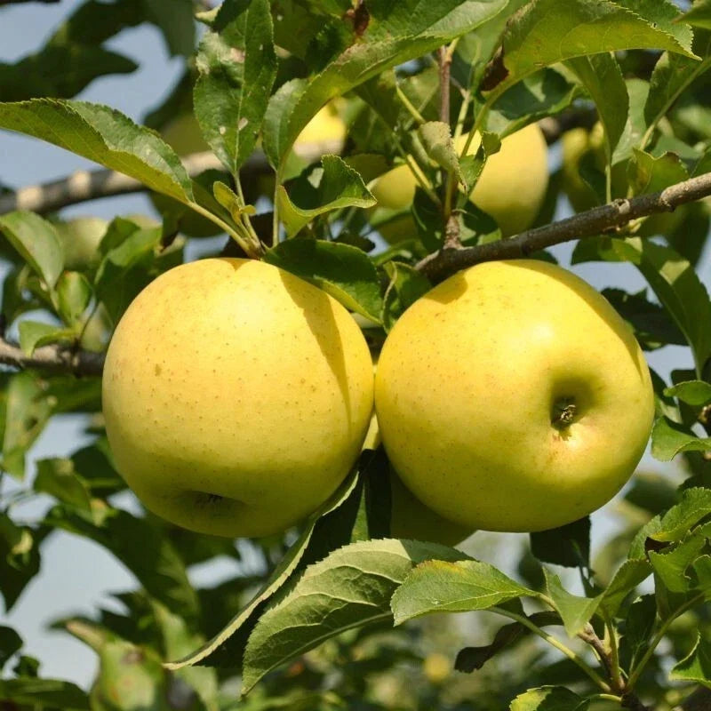 Golden Delicious Apple Tree, Bare Root, Malus domestica, Sweet Juicy Apples, Self-Pollinating, Ideal for Home Gardens