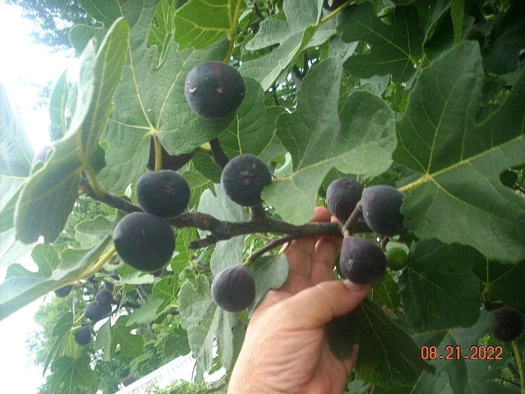 Fig Tree Cuttings Set of 6 - Takoma Violet - Delicious Figs - Ficus carica 'Takoma Violet' - Non-GMO Propagation Cuttings
