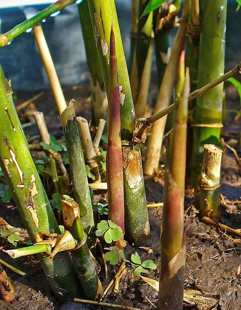 Spiny Bamboo Seeds - 20+ Seeds - Fast-Growing Ornamental Bamboo - Bambusa Arundinacea for Planting and Privacy Screens