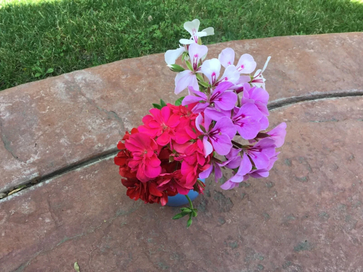 Ivy Geranium Cuttings - 10 Rooting Cuttings in Red, Pink, White, Purple - Pelargonium peltatum