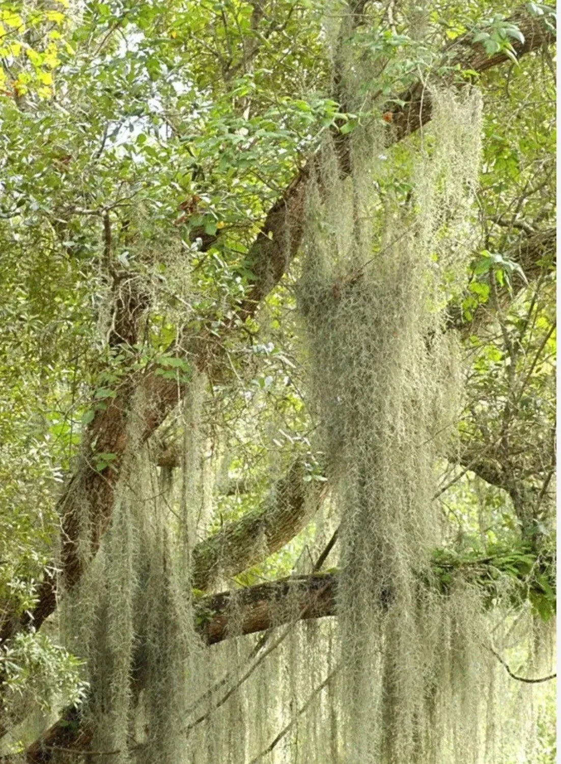 LIVE SPANISH MOSS - 5 Gallon Fresh Tillandsia Usneoides - Eco-Friendly Airplant for Indoor/Outdoor Decor