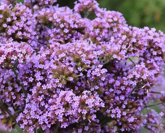 Verbena Seeds - 25 Count - Bonariensis 'Finesse' - Flowering Perennial - Attracts Pollinators - Easy to Grow