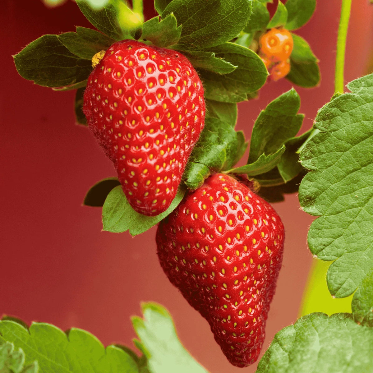 5 Bare Root Archer Strawberry Plants - June-Bearing Variety - Fragaria × ananassa - Sweet Red Berries for Home Garden