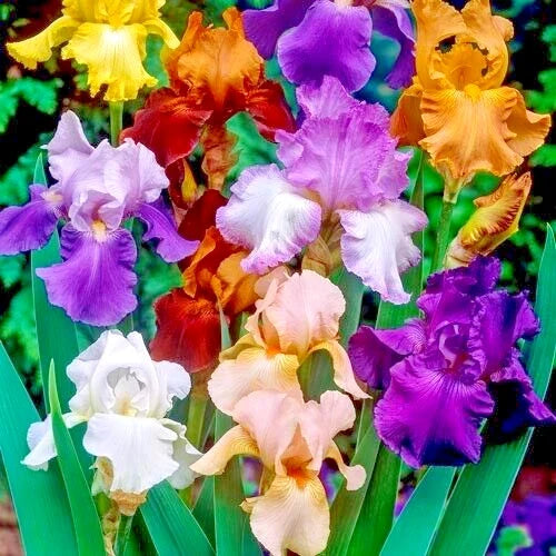 Bearded Iris Bulbs 5-Pack Mixed Colors Purple White Orange Red Yellow Bare Root Iris germanica Deer Resistant Reblooming