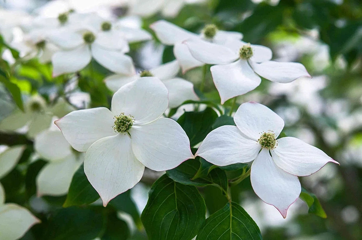Flowering Kousa Dogwood Seeds - Cornus kousa - Ornamental, Fast-Growing, White Flowers for Garden Planting