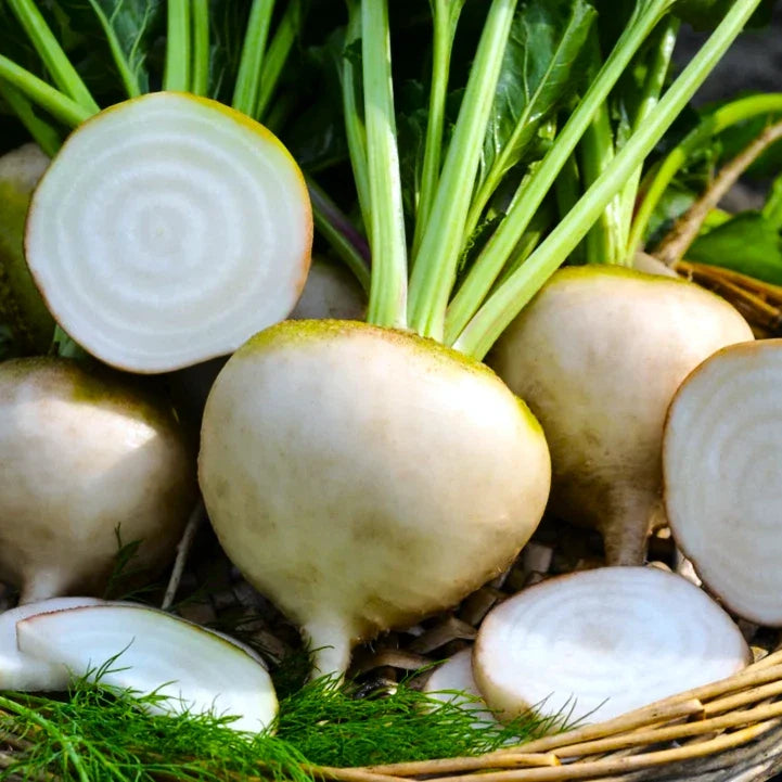 White Albino Beet Seeds - Mangel Turnip Variety - Beta vulgaris - 100 Non-GMO Seeds for 2025 Planting