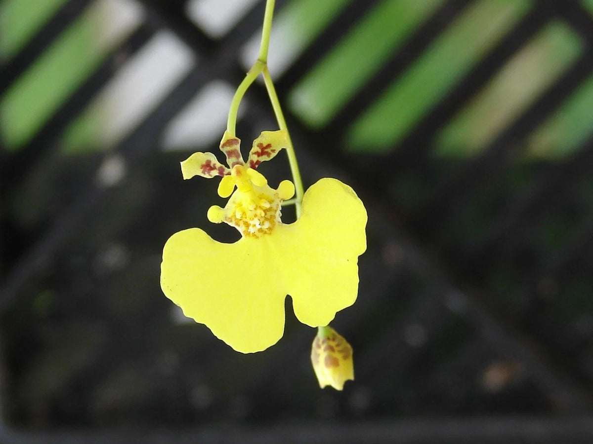 Oncidium Prionochilum Bare Root Plants - 15+ Dancing Lady Orchids for Collectors - Healthy, Vibrant Blooms, Easy to Grow