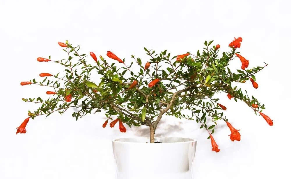 Dwarf Pomegranate Bonsai Seeds - 25 Seeds - Edible Fruit - Punica granatum 'Nana' - Compact Indoor/Outdoor Gardening