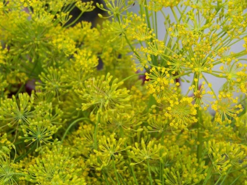 Bouquet Dill Seeds - 360 Organic Herb Seeds - Anethum graveolens - Non-GMO Culinary Garden Seeds - GroCo USA