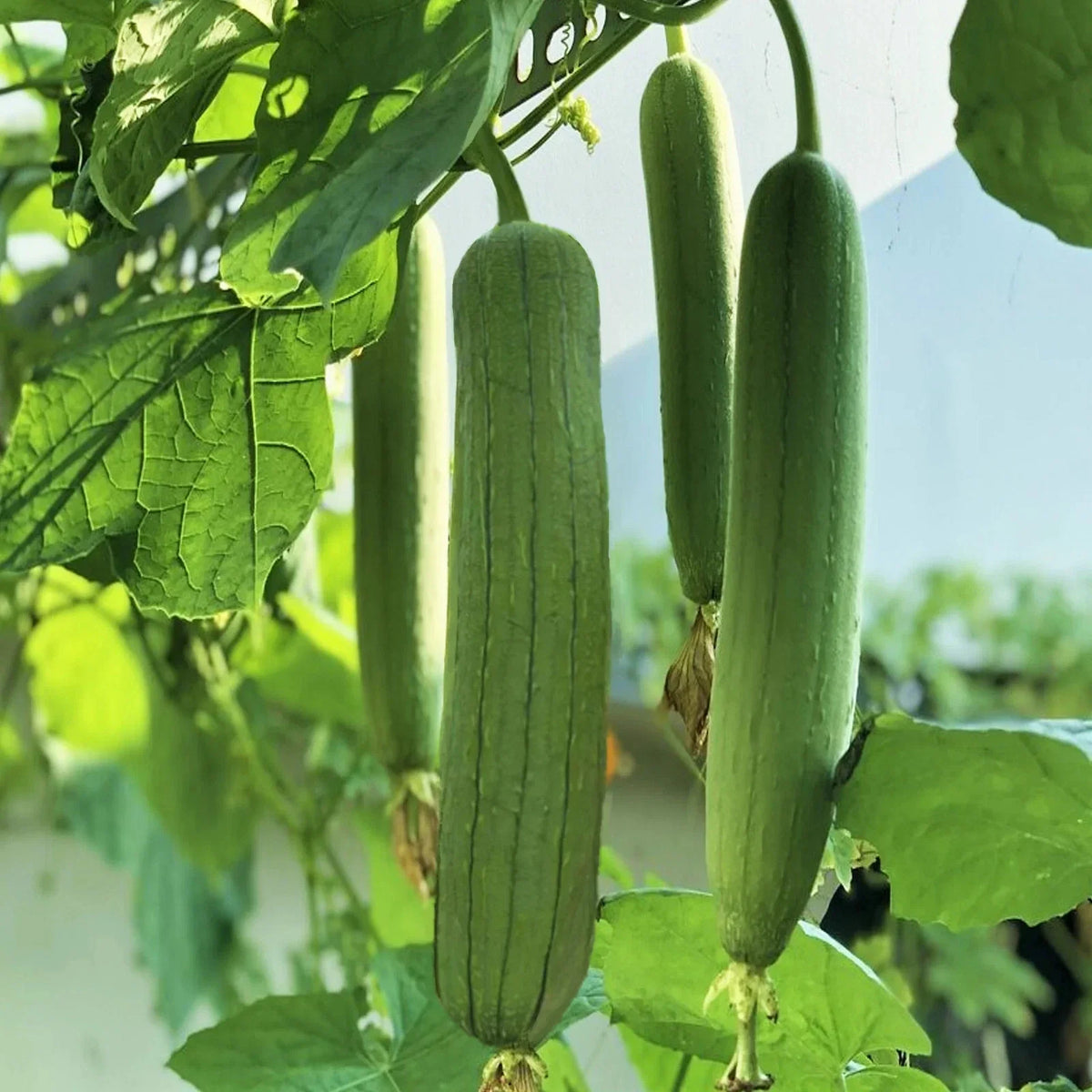 Tri Leaf Smooth Luffa Gourd Seeds - Medium Wide Sponge Variety - Luffa cylindrica - Perfect for Organic Gardening