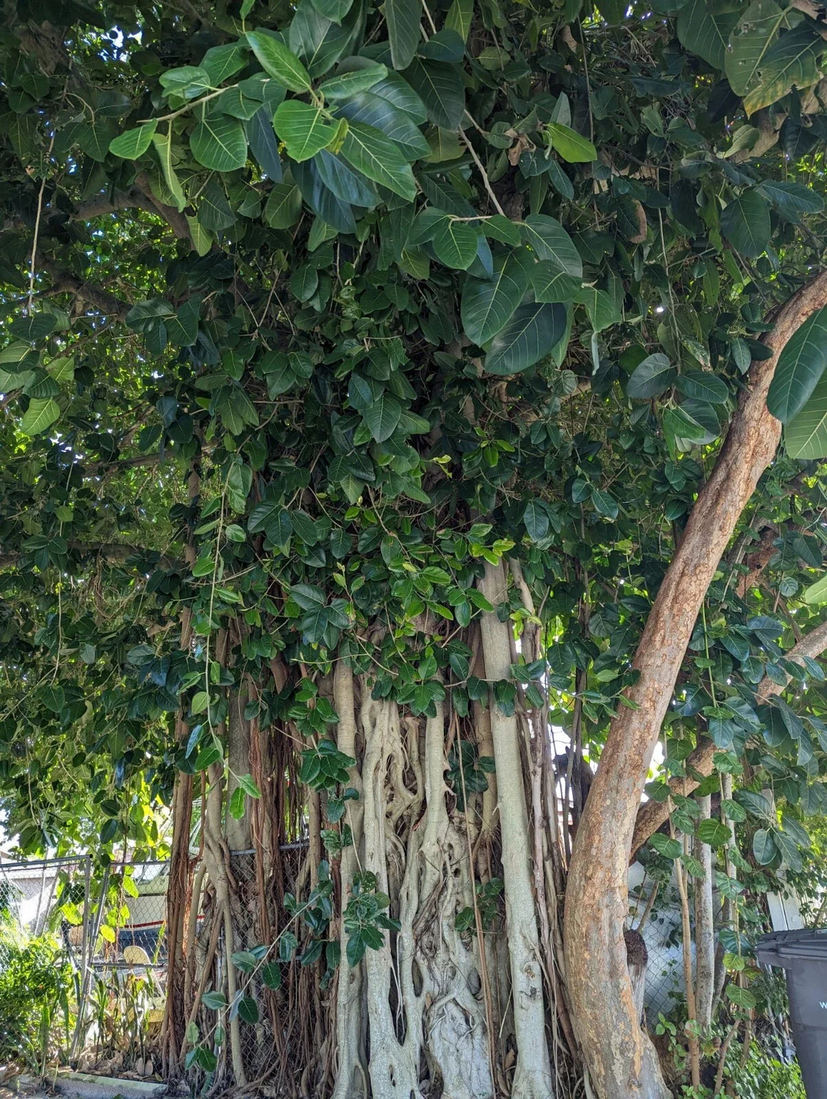 Ficus Cuttings | Fresh Banyan Tree Cuttings | Ficus benghalensis | Ideal for Propagation and Indoor Gardening