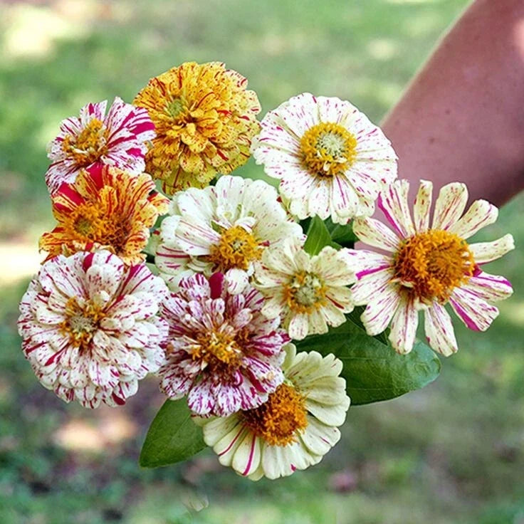 Zinnia Flower Seeds Mix - 150 Non-GMO Heirloom Candy Striped Double Flowers - Zinnia elegans