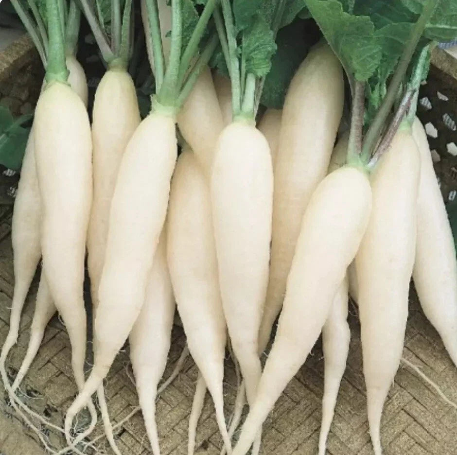 500 White Icicle Radish Seeds - Raphanus Sativus - Non-GMO Heirloom Vegetable Seeds for Home Garden Planting