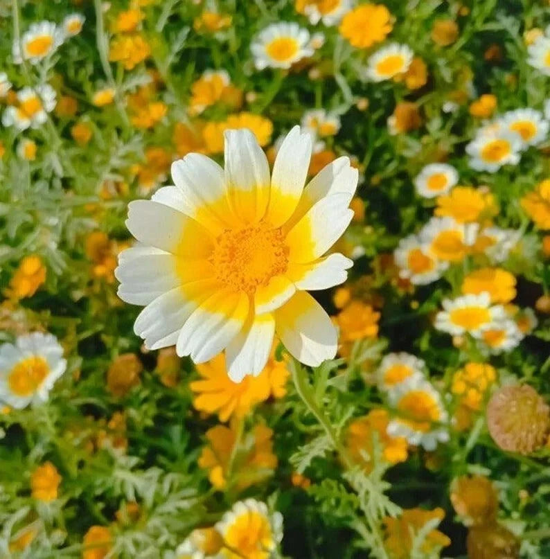 Garland Daisy Seeds - 200 Organic Non-GMO Seeds - Bellis perennis - Attracts Pollinators - Free Shipping