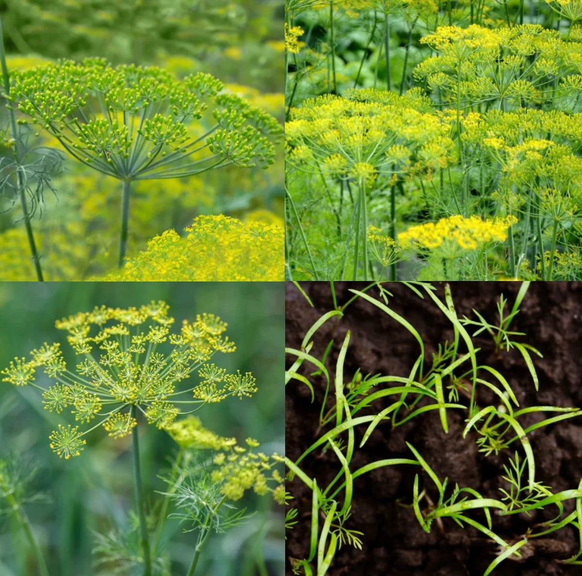 Dill Seeds Mix 500 Seeds - Dukat, Bouquet & Mammoth - Non-GMO Butterfly Host Plant - Anethum graveolens