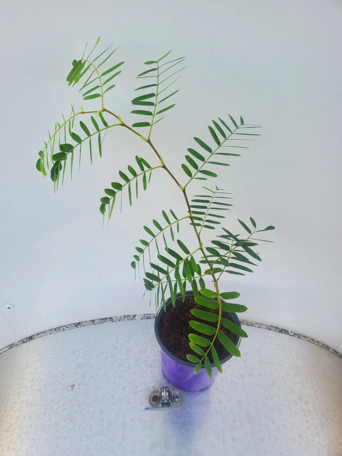 LIVE TAMARIND Fruit Tree | 1-Gallon Pot | Tamarindus indica | Tropical Plant for Culinary Use