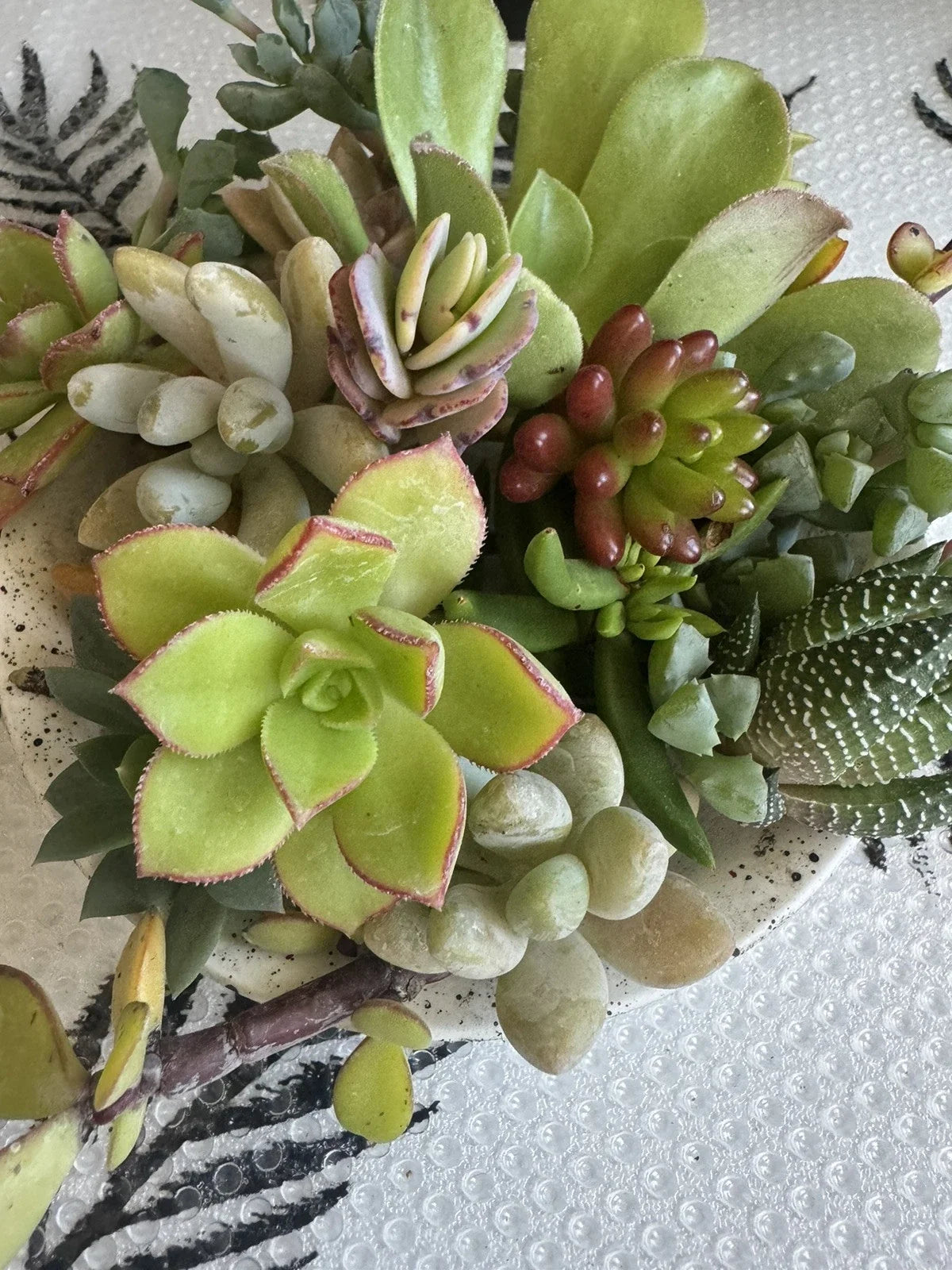 10 Assorted Succulent Cuttings for Terrariums, Dish Gardens, DIY Projects - Various Species