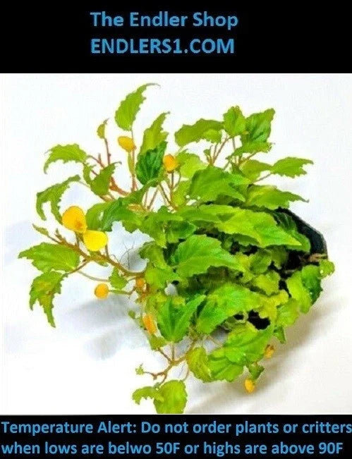 Begonia Cutting - 'Buttercup' Variety for Terrarium - Begonia prismatocarpa - Fresh Propagation Cutting for Indoor Gardens