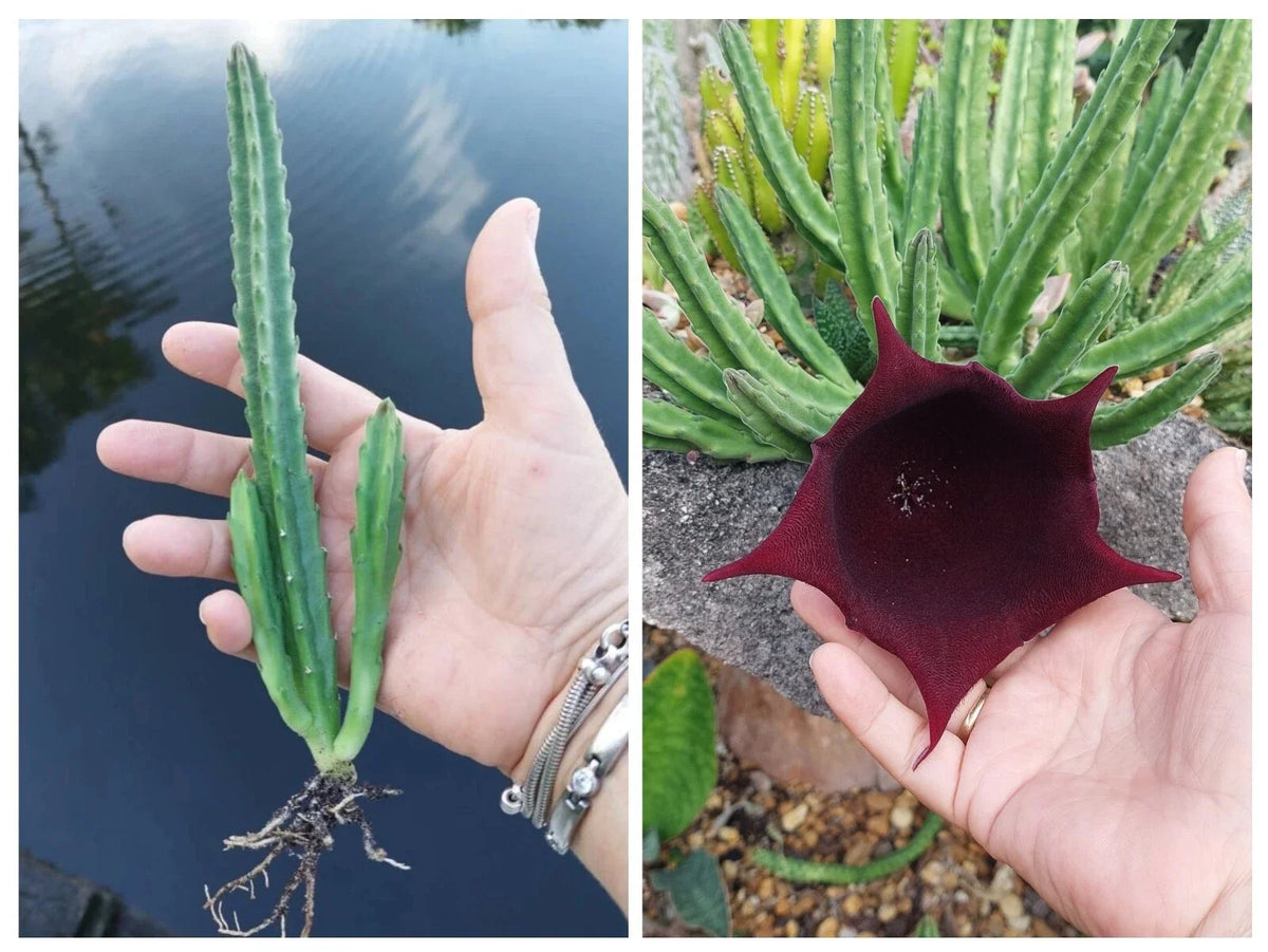 Black Bell Stapelia Succulent Plant - 4-Inch Pot - Exotic Huernia Leendertziae - Rare Houseplant with Star-Shaped Flowers
